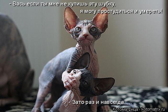 - Вась если ты мне не купишь эту шубку, я могу простудиться и умереть! - Зато раз и навсегда........ Котоматрица: - Вась если ты мне не купишь эту шубку, я могу простудиться и умереть! - Зато раз и навсегда.....