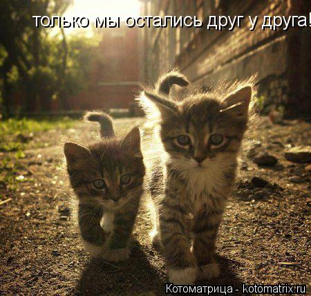 только мы остались друг у друга!... Котоматрица: только мы остались друг у друга!