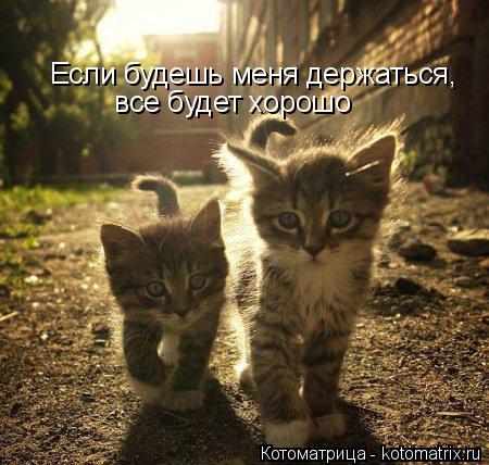 Котоматрица: Если будешь меня держаться,  все будет хорошо