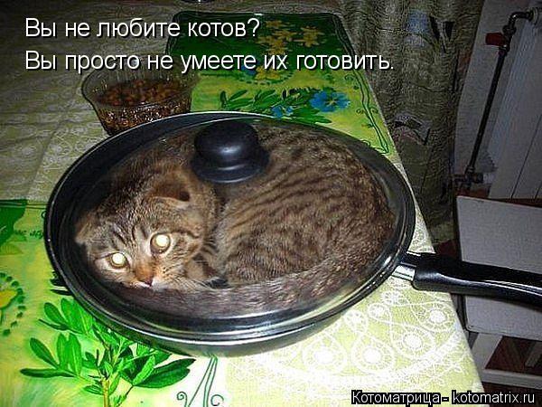 Котоматрица: Вы не любите котов? Вы просто не умеете их готовить.