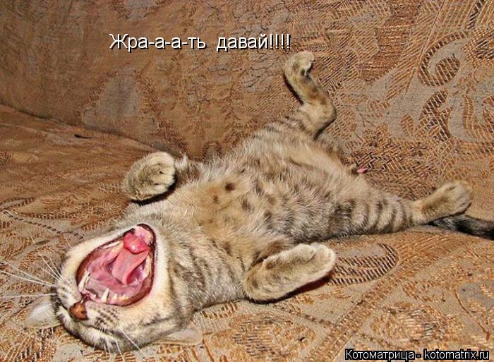 Котоматрица: Жра-a-a-ть  давай!!!!
