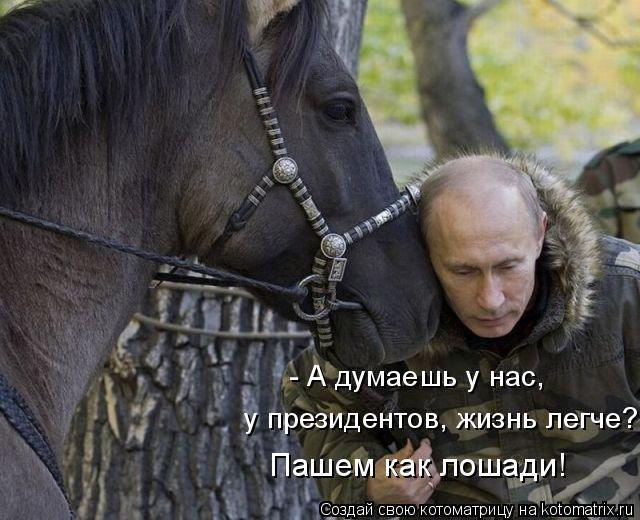 Котоматрица: - А думаешь у нас,  у президентов, жизнь легче? Пашем как лошади!