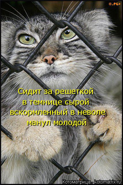 Сидит за решеткой в темнице сырой вскормленный в неволе манул молодой... Котоматрица: Сидит за решеткой в темнице сырой вскормленный в неволе манул молодой