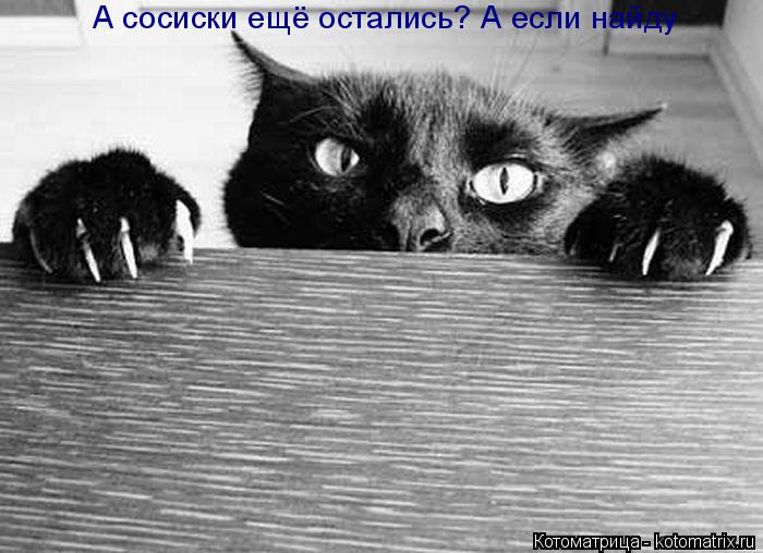 Котоматрица: А сосиски ещё остались? А если найду А сосиски ещё остались? А если найду
