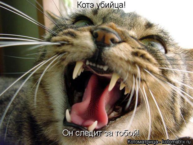 Котоматрица: Он следит за тобой! Котэ убийца!