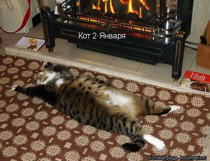 Кот 2 Января... Котоматрица: Кот 2 Января
