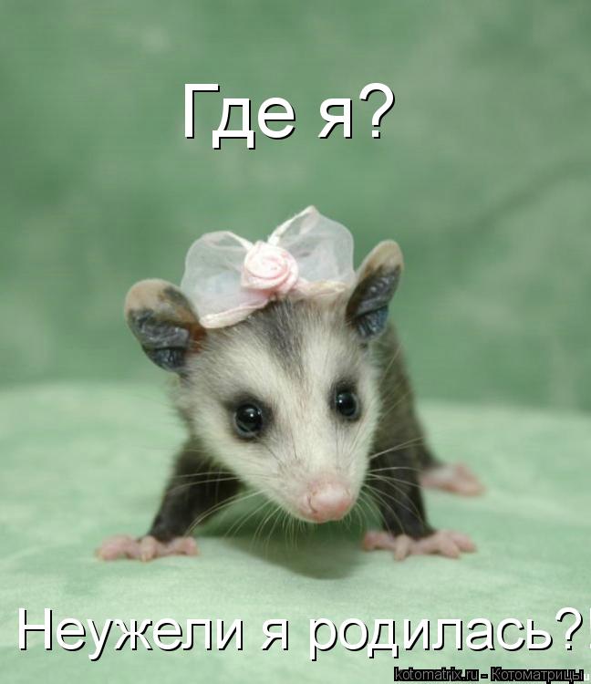 Котоматрица: Где я? Неужели я родилась?!