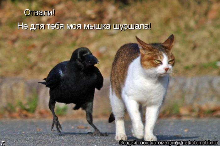 Котоматрица: Отвали! Не для тебя моя мышка шуршала!