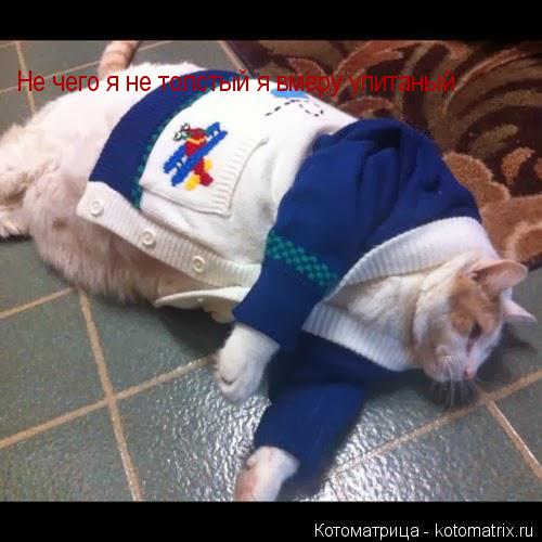 Не чего я не толстый я вмеру упитаный... Котоматрица: Не чего я не толстый я вмеру упитаный