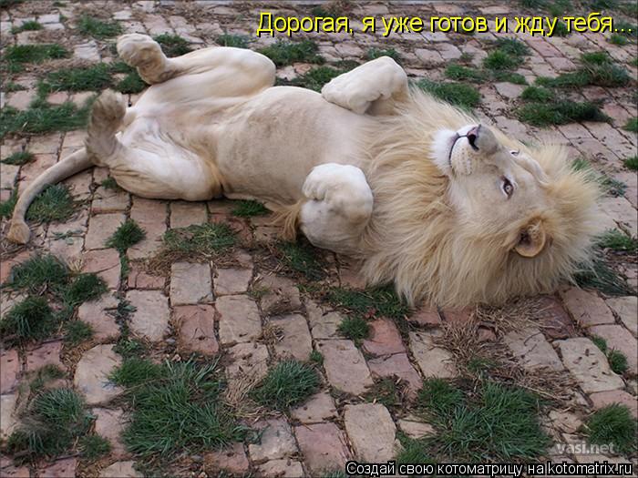 Котоматрица: Дорогая, я уже готов и жду тебя...