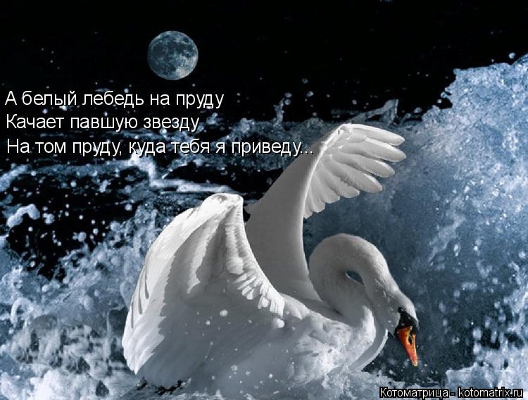 Котоматрица: А белый лебедь на пруду Качает павшую звезду На том пруду, куда тебя я приведу...