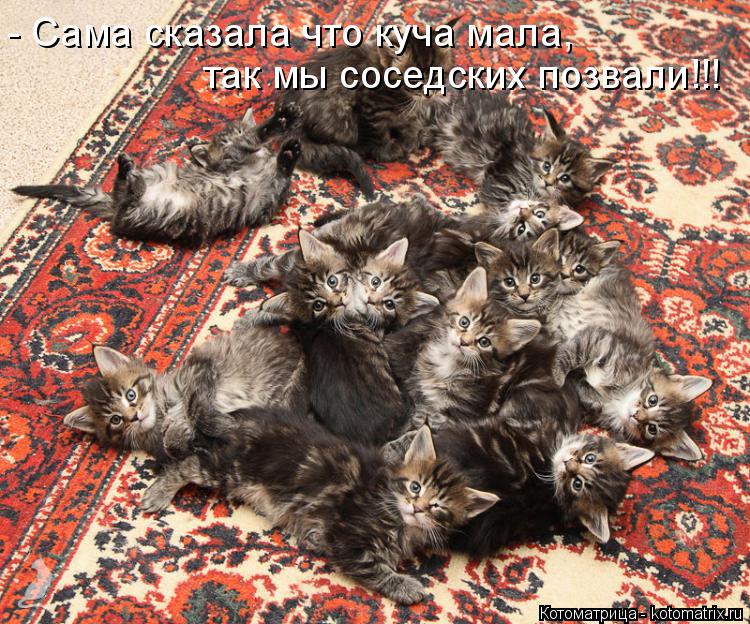 - Сама сказала что куча мала, так мы соседских позвали!!!... Котоматрица: - Сама сказала что куча мала, так мы соседских позвали!!!