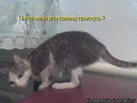 Котоматрица: Пните меня или самому прыгнуть ?