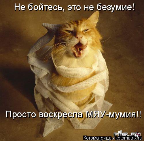 Котоматрица: Не бойтесь, это не безумие! Просто воскресла МЯУ-мумия!!