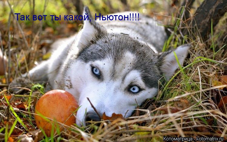Котоматрица: Так вот ты какой, Ньютон!!!!