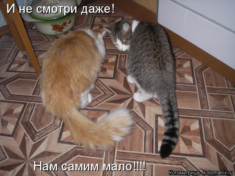 Котоматрица: И не смотри даже! Нам самим мало!!!!