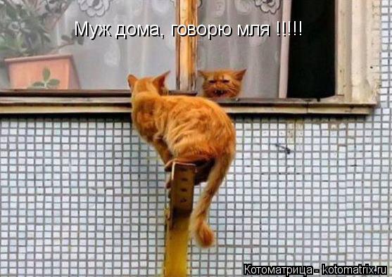 Котоматрица: Муж дома, говорю мля !!!!!