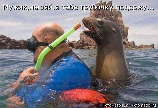 Мужик,ныряй,я тебе трубочку подержу...... Котоматрица: Мужик,ныряй,я тебе трубочку подержу...