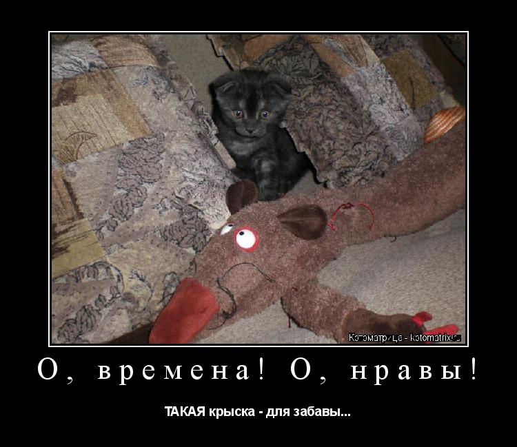 О, времена! О, нравы! ТАКАЯ крыска - для забавы...... Котоматрица: О, времена! О, нравы! ТАКАЯ крыска - для забавы...