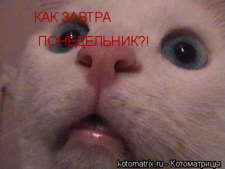 КАК ЗАВТРА ПОНЕДЕЛЬНИК?!... Котоматрица: КАК ЗАВТРА ПОНЕДЕЛЬНИК?!