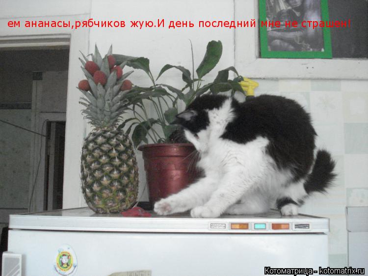 ем ананасы,рябчиков жую.И день последний мне не страшен!... Котоматрица: ем ананасы,рябчиков жую.И день последний мне не страшен!
