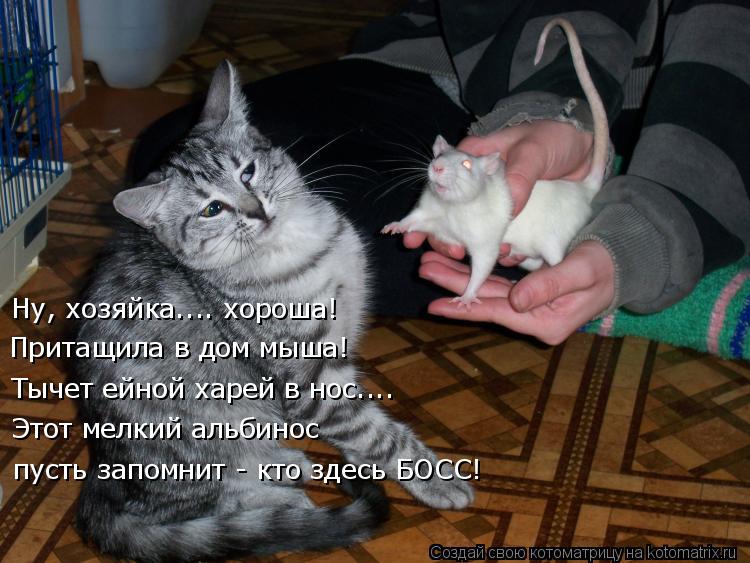 Ну, хозяйка.... хороша! Притащила в дом мыша! Тычет ейной харей в нос.... Этот мелкий альбинос пусть ... Котоматрица: Ну, хозяйка.... хороша! Притащила в дом мыша! Тычет ейной харей в нос.... Этот мелкий альбинос пусть запомнит - кто здесь БОСС!