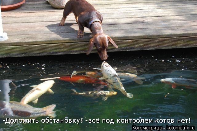 -Доложить обстановку! -всё под контролем котов нет! -Доложить обстановку! -всё под контролем котов не... Котоматрица: -Доложить обстановку! -всё под контролем котов нет! -Доложить обстановку! -всё под контролем котов нет!