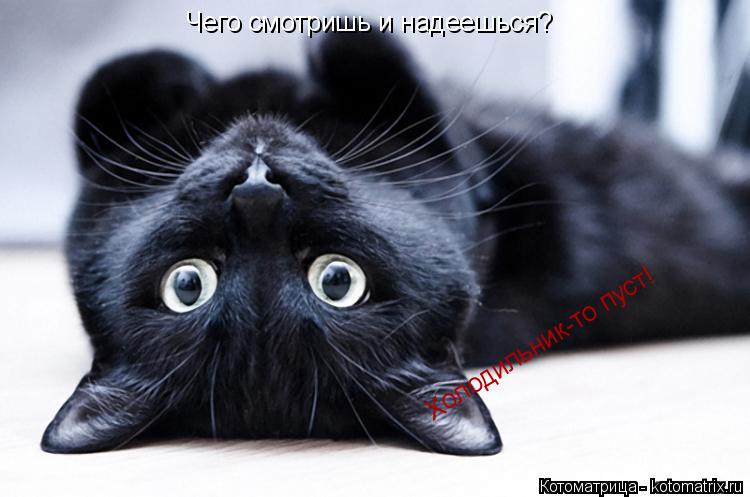 Чего смотришь и надеешься? Холодильник-то пуст!... Котоматрица: Чего смотришь и надеешься? Холодильник-то пуст!