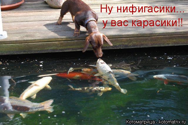 Ну нифигасики... у вас карасики!!... Котоматрица: Ну нифигасики... у вас карасики!!