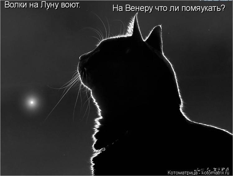 Волки на Луну воют. На Венеру что ли помяукать?... Котоматрица: Волки на Луну воют. На Венеру что ли помяукать?
