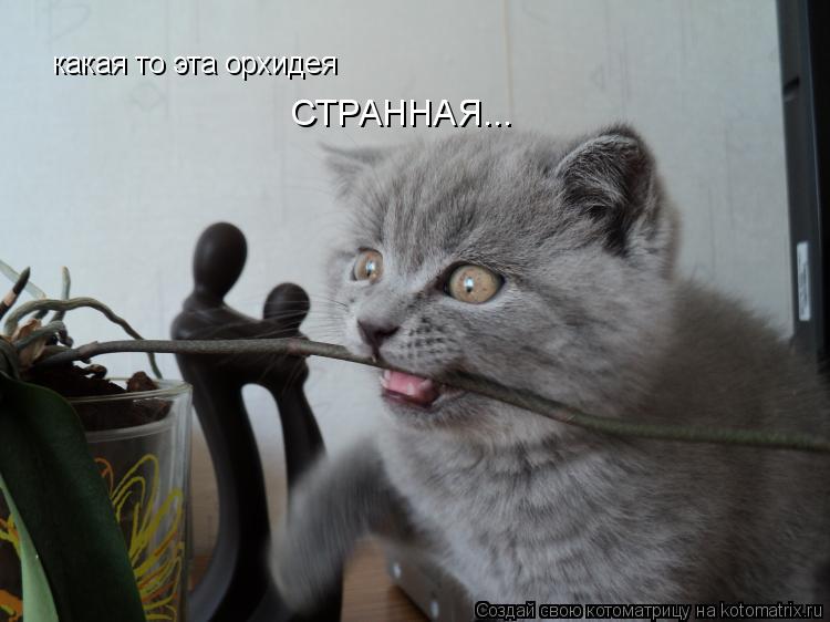 какая то эта орхидея СТРАННАЯ...... Котоматрица: какая то эта орхидея СТРАННАЯ...