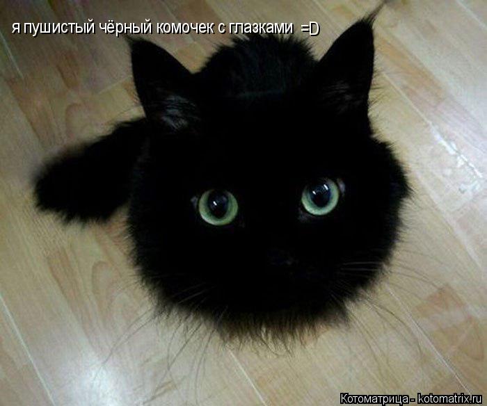 я пушистый чёрный комочек с глазками =D... Котоматрица: я пушистый чёрный комочек с глазками =D