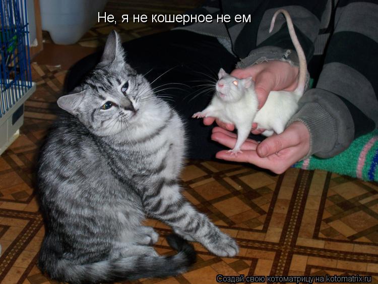 Не, я не кошерное не ем... Котоматрица: Не, я не кошерное не ем