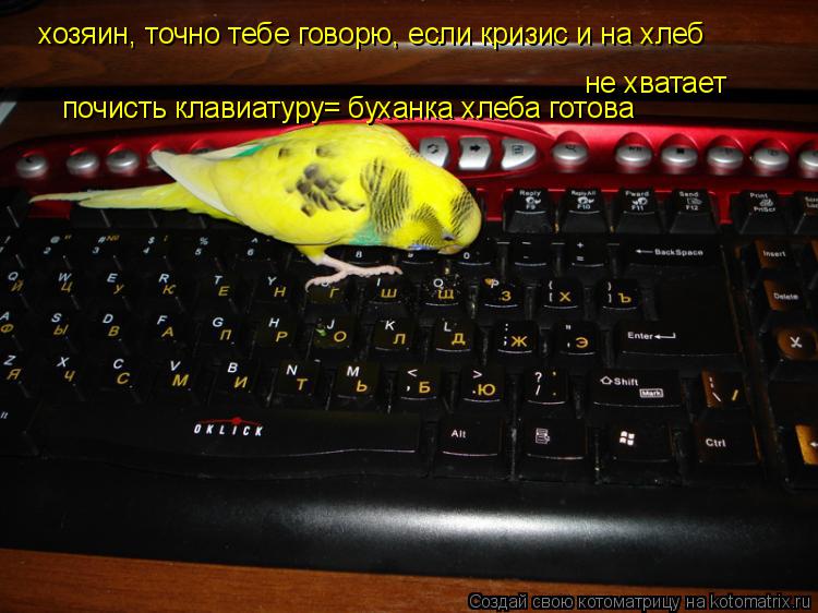 Котоматрица: хозяин, точно тебе говорю, если кризис и на хлеб  не хватает почисть клавиатуру= буханка хлеба готова