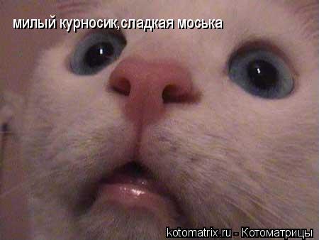 Котоматрица: милый курносик,сладкая моська