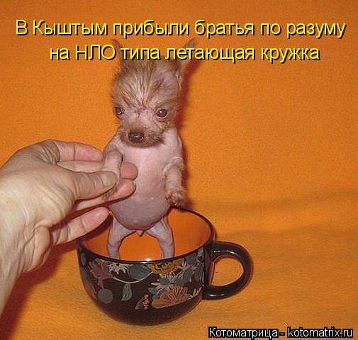 Котоматрица: В Кыштым прибыли братья по разуму на НЛО типа летающая кружка