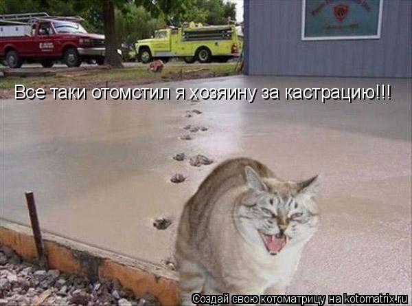 Котоматрица: Все таки отомстил я хозяину за кастрацию!!!