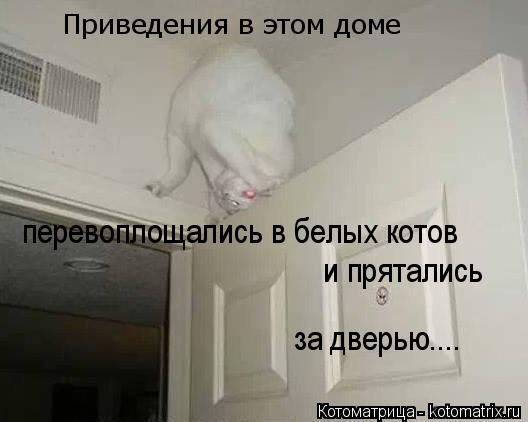 Котоматрица: Приведения в этом доме перевоплощались в белых котов и прятались за дверью....