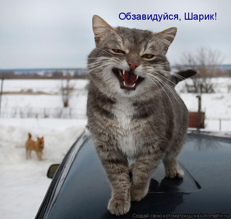 Обзавидуйся, Шарик!... Котоматрица: Обзавидуйся, Шарик!