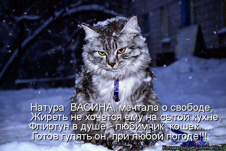 Котоматрица: Натура  ВАСИНА, мечтала о свободе,  Жиреть не хочется ему на сытой кухне, Флиртун в душе - любимчик  кошек.....  Готов гулять он, при любой погоде