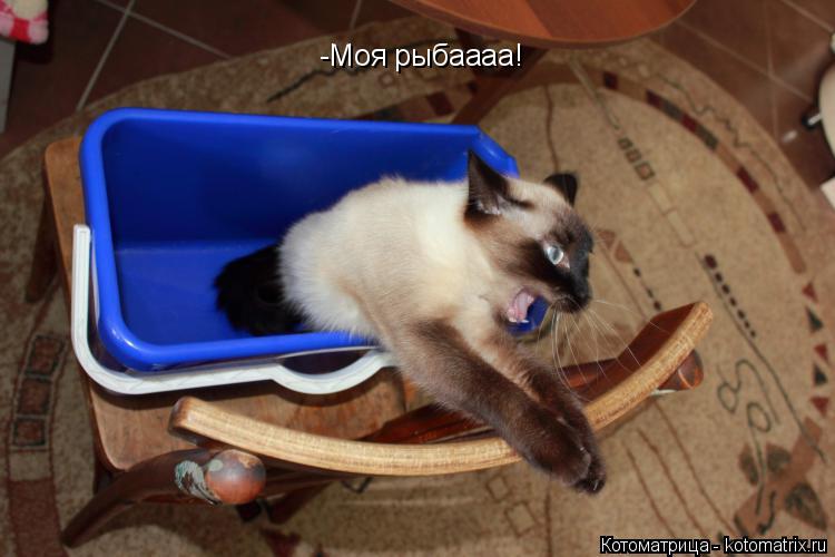 -Моя рыбаааа!... Котоматрица: -Моя рыбаааа!