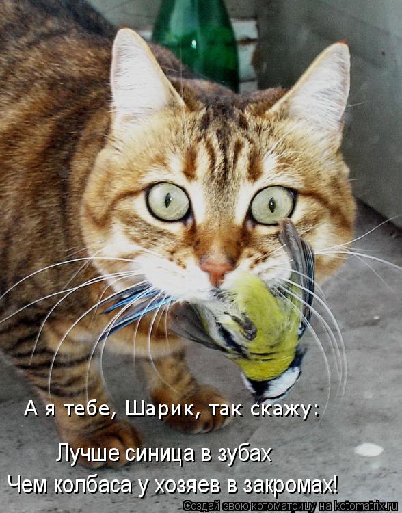 Чем колбаса у хозяев в закромах! Лучше синица в зубах А я тебе, Шарик, так скажу:... Котоматрица: Чем колбаса у хозяев в закромах! Лучше синица в зубах А я тебе, Шарик, так скажу: