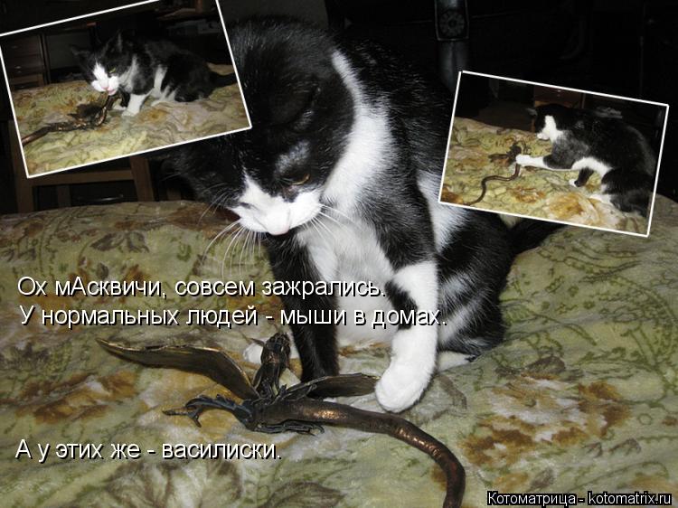 Котоматрица: Ох мАсквичи, совсем зажрались. У нормальных людей - мыши в домах. А у этих же - василиски.