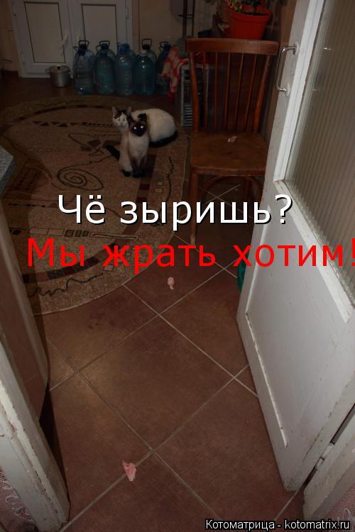 Котоматрица: Чё зыришь?  Мы жрать хотим!