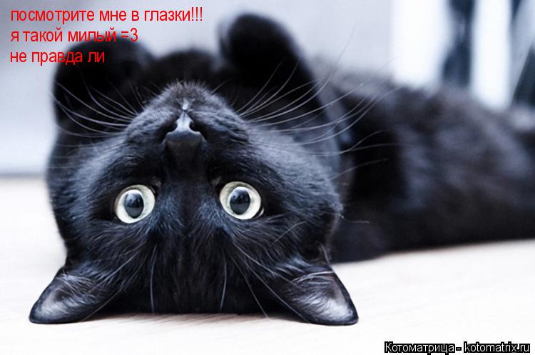 посмотрите мне в глазки!!! я такой милый =3 не правда ли... Котоматрица: посмотрите мне в глазки!!! я такой милый =3 не правда ли