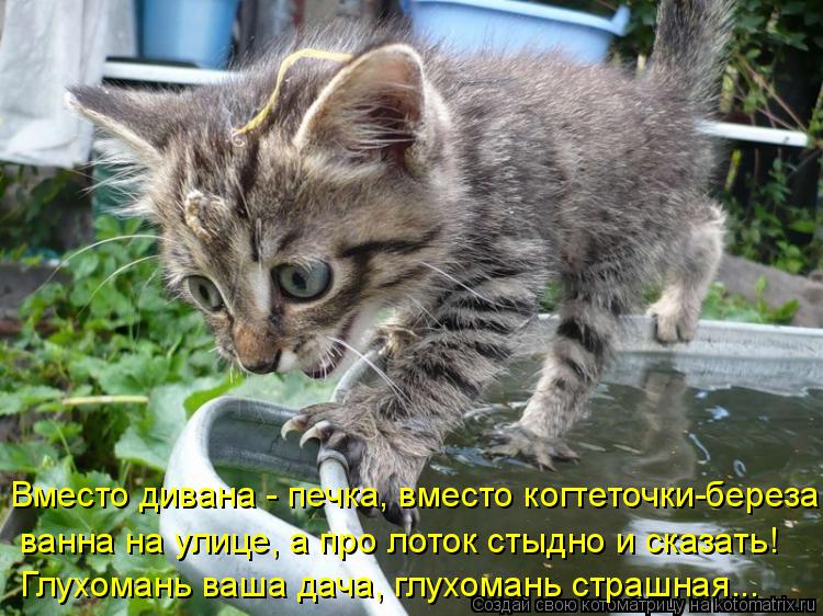 Котоматрица: Вместо дивана - печка, вместо когтеточки-береза,  ванна на улице, а про лоток стыдно и сказать! Глухомань ваша дача, глухомань страшная...