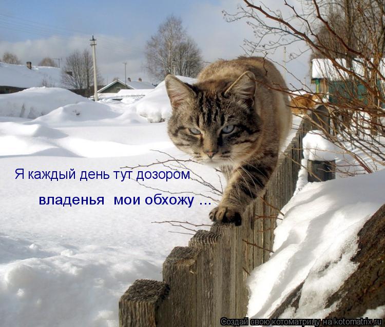 Я каждый день тут дозором владенья мои обхожу ...... Котоматрица: Я каждый день тут дозором владенья мои обхожу ...