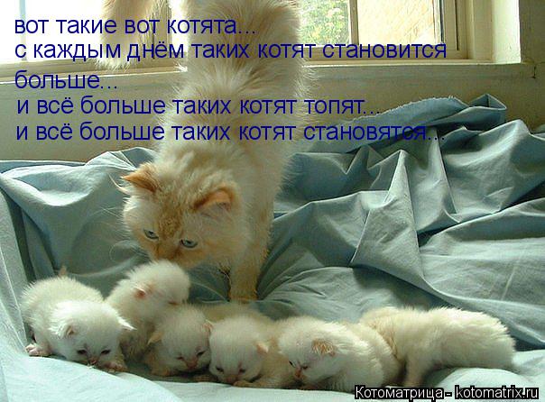 Котоматрица: вот такие вот котята... с каждым днём таких котят становится  больше... и всё больше таких котят топят... и всё больше таких котят становятся...