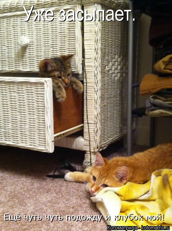 Уже засыпает. Ещё чуть чуть подожду и клубок мой!... Котоматрица: Уже засыпает. Ещё чуть чуть подожду и клубок мой!