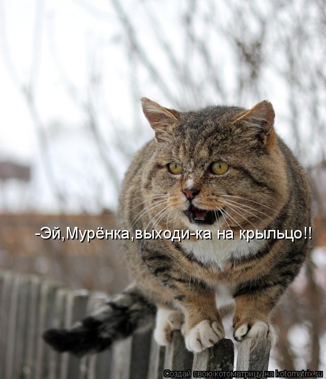 -Эй,Мурёнка,выходи-ка на крыльцо!!... Котоматрица: -Эй,Мурёнка,выходи-ка на крыльцо!!